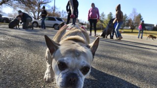 Emotional Support Animal Letter – Main Key To Help You Qualify To Have Pets