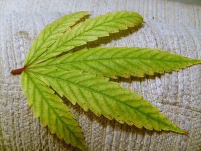 Get The Best Relaxation With The Red Vein Leaves