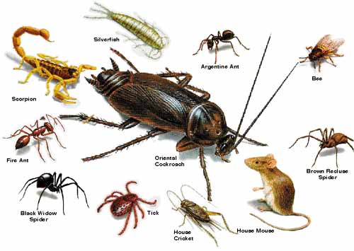 Selecting A Pest Control Company