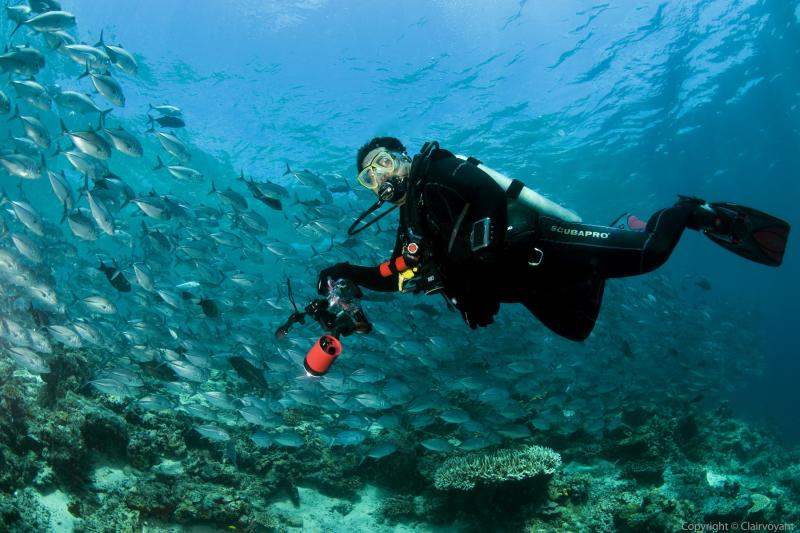Diving In Sipadan – One Of The Best Diving Destinations In The World