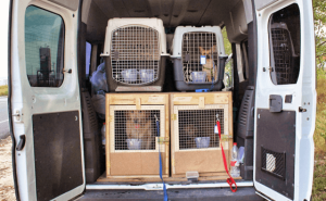 Be Familiar With Your Loved Animal’s Transportation Services