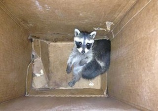 Raccoon-in-Box