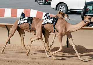 Wackiest Things You Can Do In Abu Dhabi