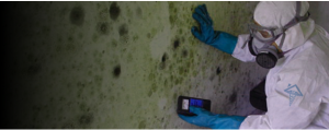 Mold Remedies and Homeowner’s Insurance claims