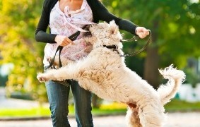 What To Do When You Become A Victim Of Dog Bite