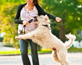 What To Do When You Become A Victim Of Dog Bite