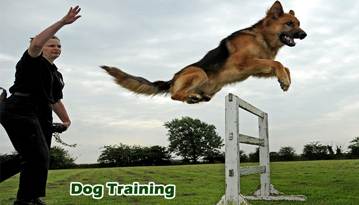 Best Online Dog Training Programs