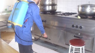 Pest Control in Home