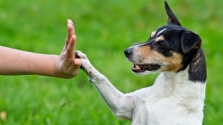 Durham puppy training