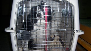 Pet Shipping Services