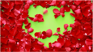 Jaipur flower delivery