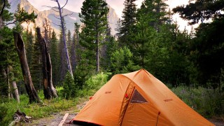 Most Common Bugs During A Camping Trip