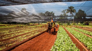 An Ancient Drought-Friendly Farming Process Could Become The New Standard In US Farming