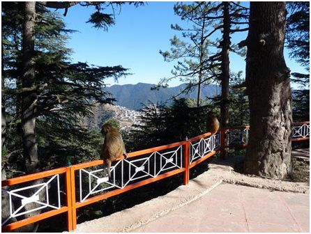 Make The Most Of Your Shimla Manali Trip With These Places!