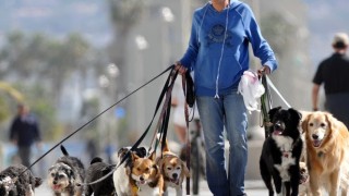 Find Quality Products For Your Beloved Pets