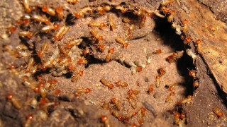 How To Prevent Termites