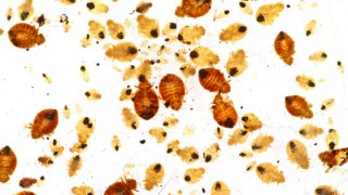 Your Guide To Bed Bugs Extermination