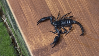 5 Ways To Prevent Scorpions from Entering Your Home