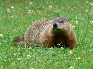 How To Keep Marmots from A Garden (step by step)