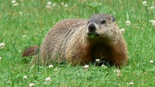 How To Keep Marmots from A Garden (step by step)