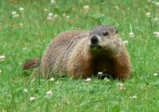 How To Keep Marmots from A Garden (step by step)