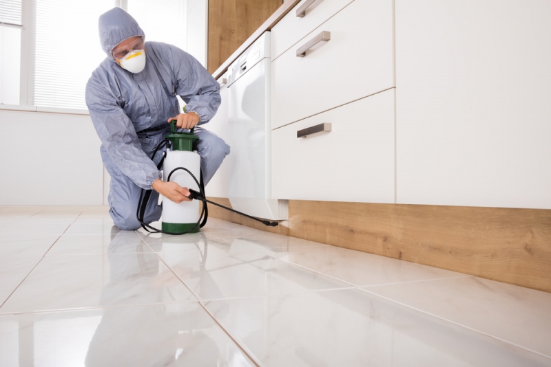 Pest Infestation: Reasons Why Pests Thrive In Your Home