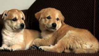 Dog Boarding In Faridabad, The Best Option For Your Pets