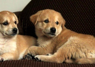 Dog Boarding In Faridabad, The Best Option For Your Pets