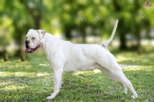 10 Things You Need To Know Before Getting An American Bulldog