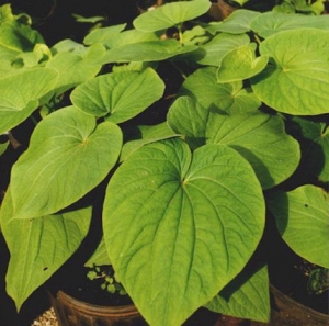 All You Need To Know About Kava Herbal Extracts