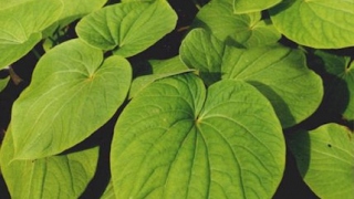 All You Need To Know About Kava Herbal Extracts