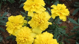 Arrangement Of Premium Flowers Online For Festive Season