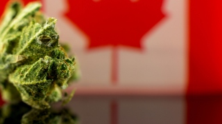 Is Marijuana Legal in Canada? Everything You Need to Know