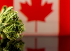 Is Marijuana Legal in Canada? Everything You Need to Know