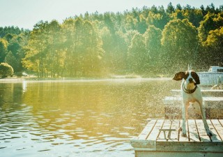 Keeping Your Dog Cool In Heatwaves