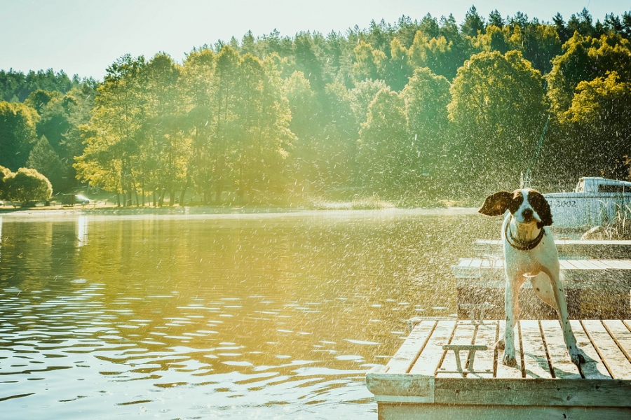 Keeping Your Dog Cool In Heatwaves
